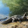Baby Crocodile Bronze Metal Garden Ornament