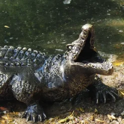 Baby Crocodile Bronze Metal Garden Ornament
