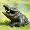 Crocodile Half-Size Bronze Metal Garden Statue