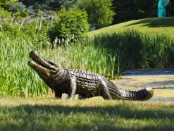 Crocodile Life-Size Bronze Metal Garden Statue