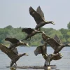 Flight of Ducks Life-Size Bronze Metal Garden Statue