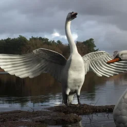 Grand Pair of Swans Antique White Metal Garden Statues