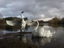 Grand Pair of Swans Antique White Metal Garden Statues