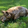 Lazy Pig 36cm Bronze Resin Garden Ornament